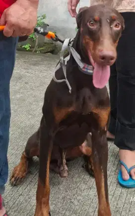 Dijual Anjing Doberman Jantan