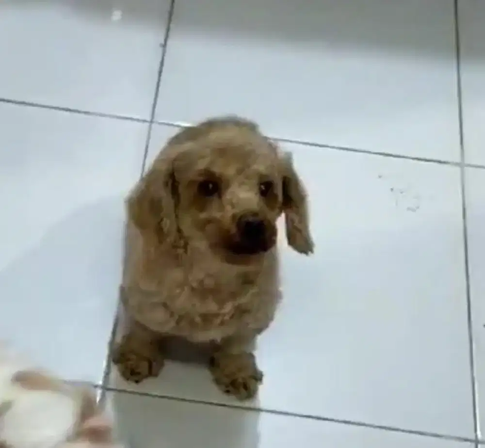 Poodle jantan mini ASLI MURAH ASAL DI RAWAT BENER YAAA.
