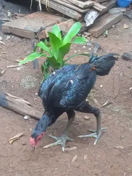 Ayam bangkok 4 bulan