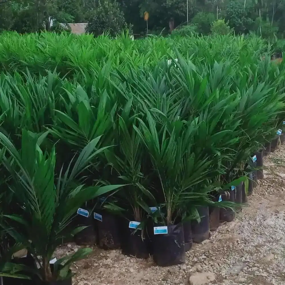 Jual bibit sawit unggul