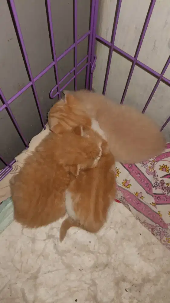Kitten BSH x Redpoint siam