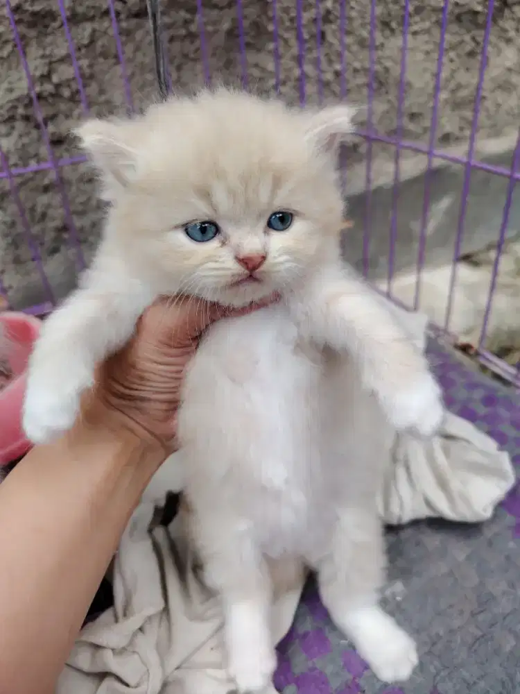Kitten BSH long hair x Redpoint siam