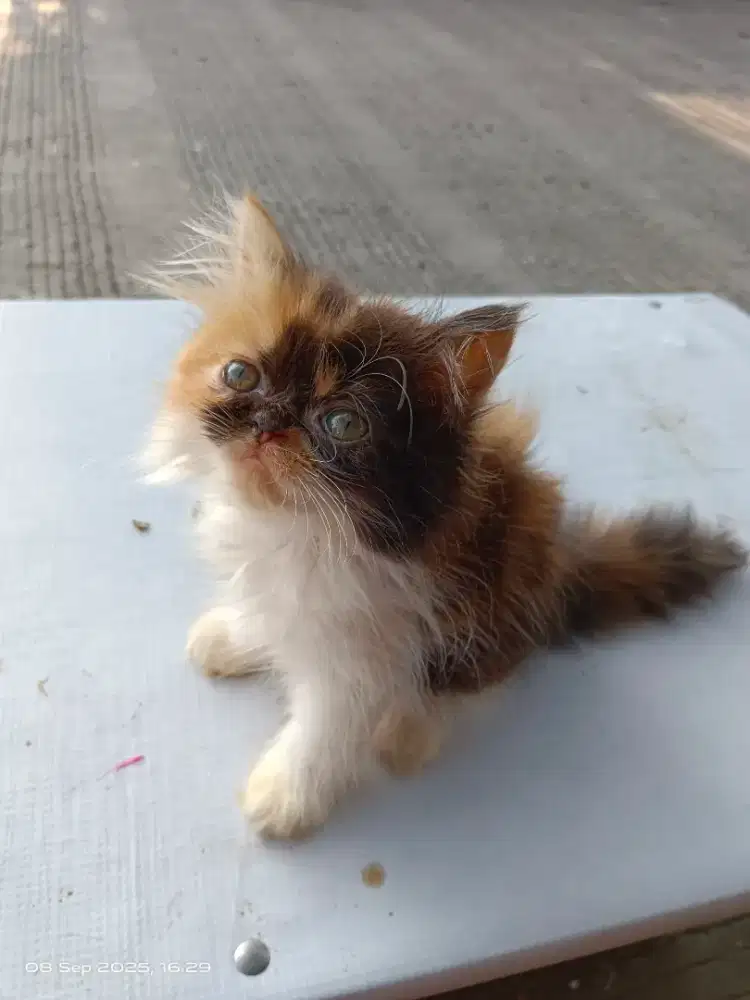 Kitten Persia betina