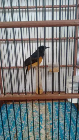 Murai batu betina