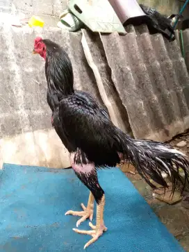 AYAM BANGKOK X PAKOY