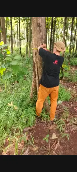Jual kayu jati luasnya 10 hektar sudah 20 tahun