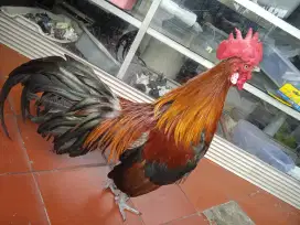 Ayam hutan merah brugo jinak dan sehat Kokok kencang