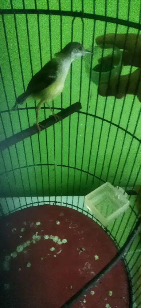 Burung ciblek semi purtotal