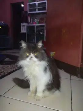 Betina flatnose