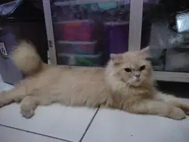 Munchkin Ns(kaki normal)