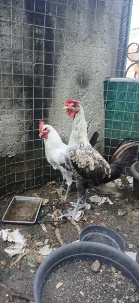 Ayam kampung hias