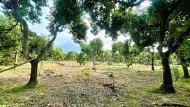 *Dijual Tanah Ngoro (Mojokerto) daerah Manduro*