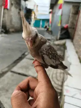 Burung Falk White Face Jinak / Parkir Australia
