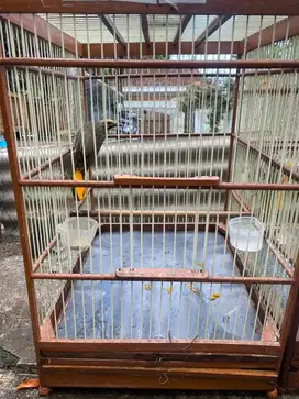Jual Burung Cucak Rowo