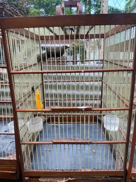 Dijual Burung Cucak Rowo