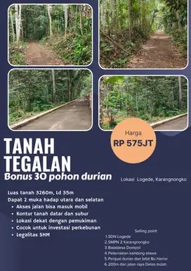AUTO JADI JURAGAN DURIAN BELI TANAH TEGALAN BONUSNYA GA MAIN - MAIN