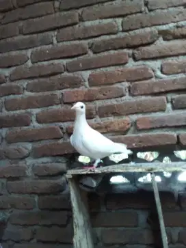 Merpati pos putih polos betina siap jodoh trah import