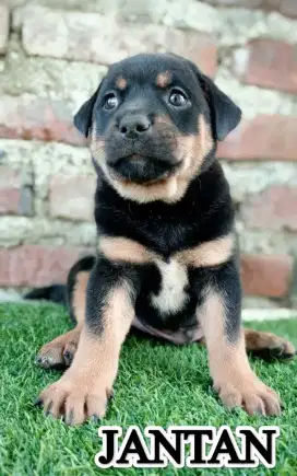 Rottweiler mix Tengger