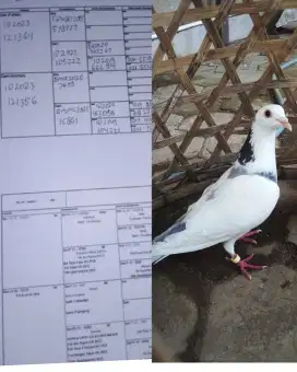 Merpati pos betina siap jodoh
