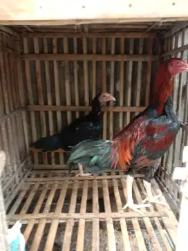 Ayam bangkok anakan