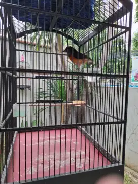 Murai Batu Betina