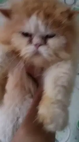 Kucing persia jantan