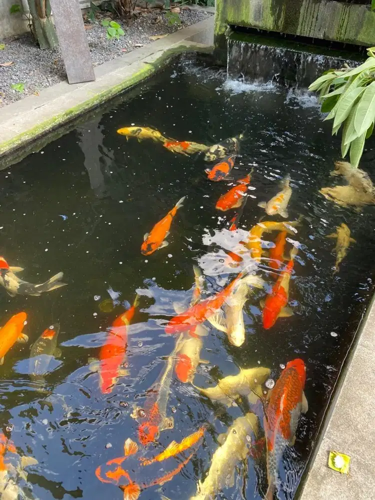 Ikan koi bibit lokal
