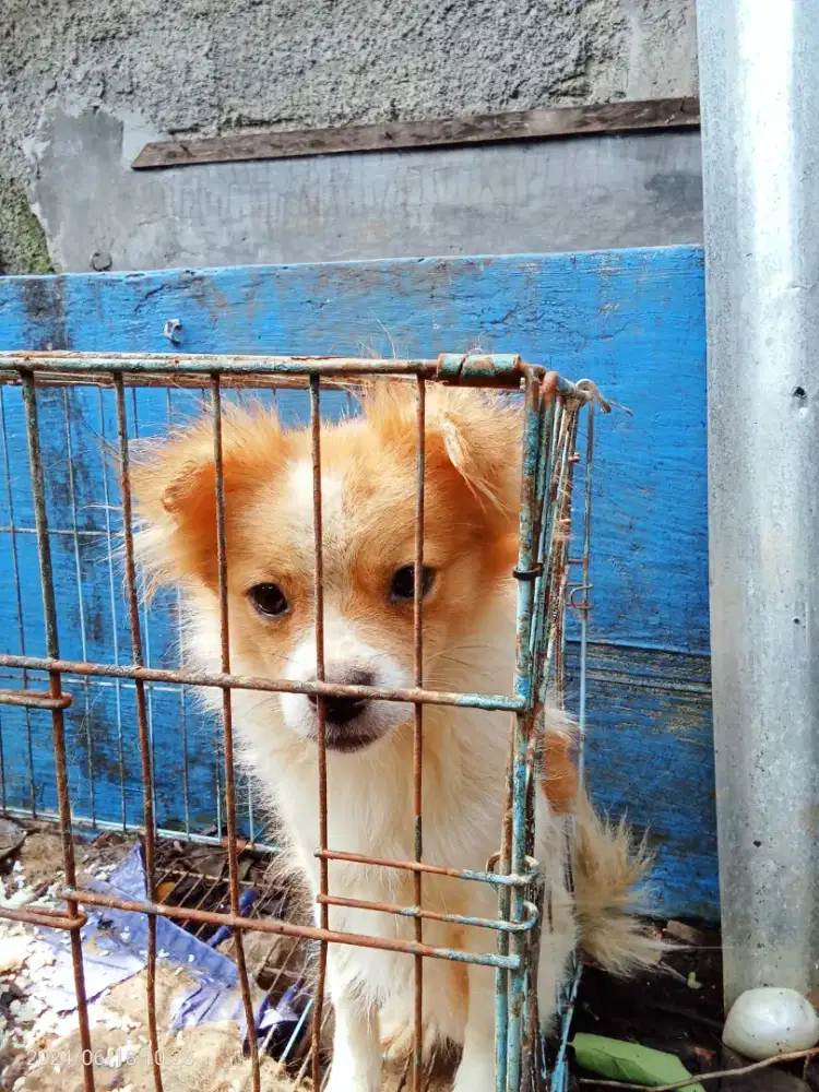 Dogy Remaja Blasteran  POM  & Szishu