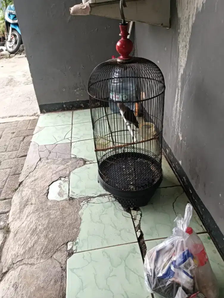 Lovebird Lb Betmen betina jinak