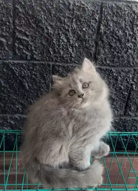 Persian abu solid