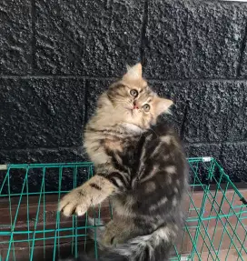 Persian Red Taby
