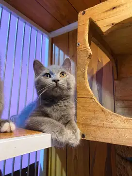 Kucing kitten british shorthair mix scottish