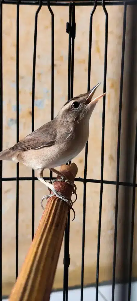 Burung Shincan/ krakbasi alis hitam / kerakbasi
