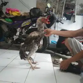 Ayam indio gigante cocok x Shamo,ganoi,aseel