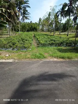 Tanah Tegalan Luas Murah di Panjatan Kulonprogo TP 119