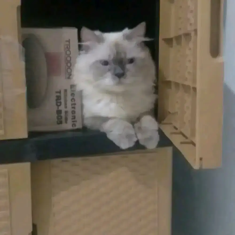 Kucing Himalaya jantan