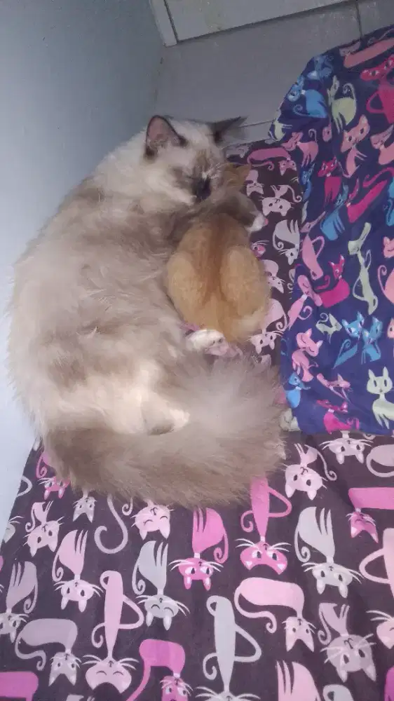 Kucing betina Himalaya