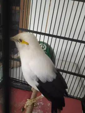 Burung kicau bersuara kristal.