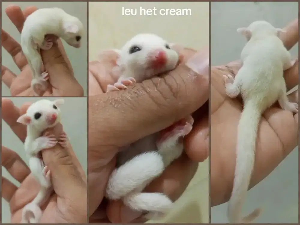 sugar glider leucistic jantan het creamino
