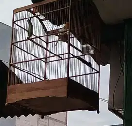 Kenari warna kuning gacor dor 2x mabung