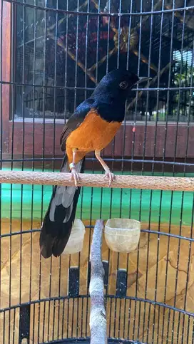 MURAI BATU MAPAN