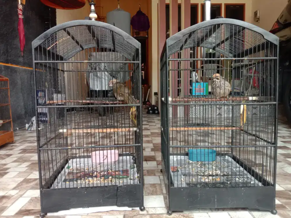 Cucak Rowo Sudah Produksi