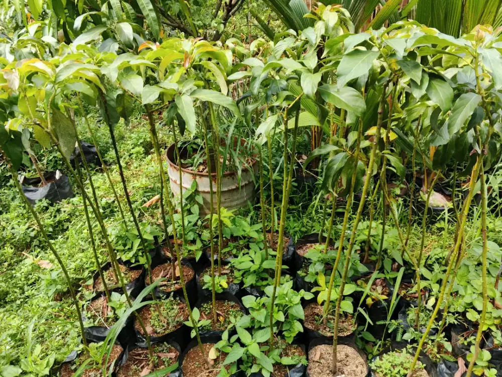 Bibit pohon alpukat