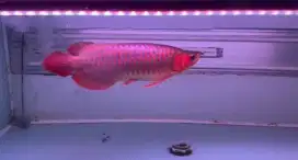 ikan arwana super red blue base