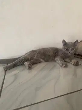 Lepas adopsi BSH betina