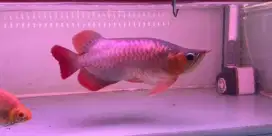 ikan arwana super red short body