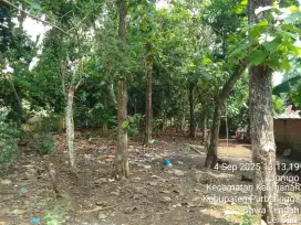 Dijual Pohon Jati lokasi Desa Jompo (Harga Nego)