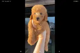 Red toy poodle bulu mengembang