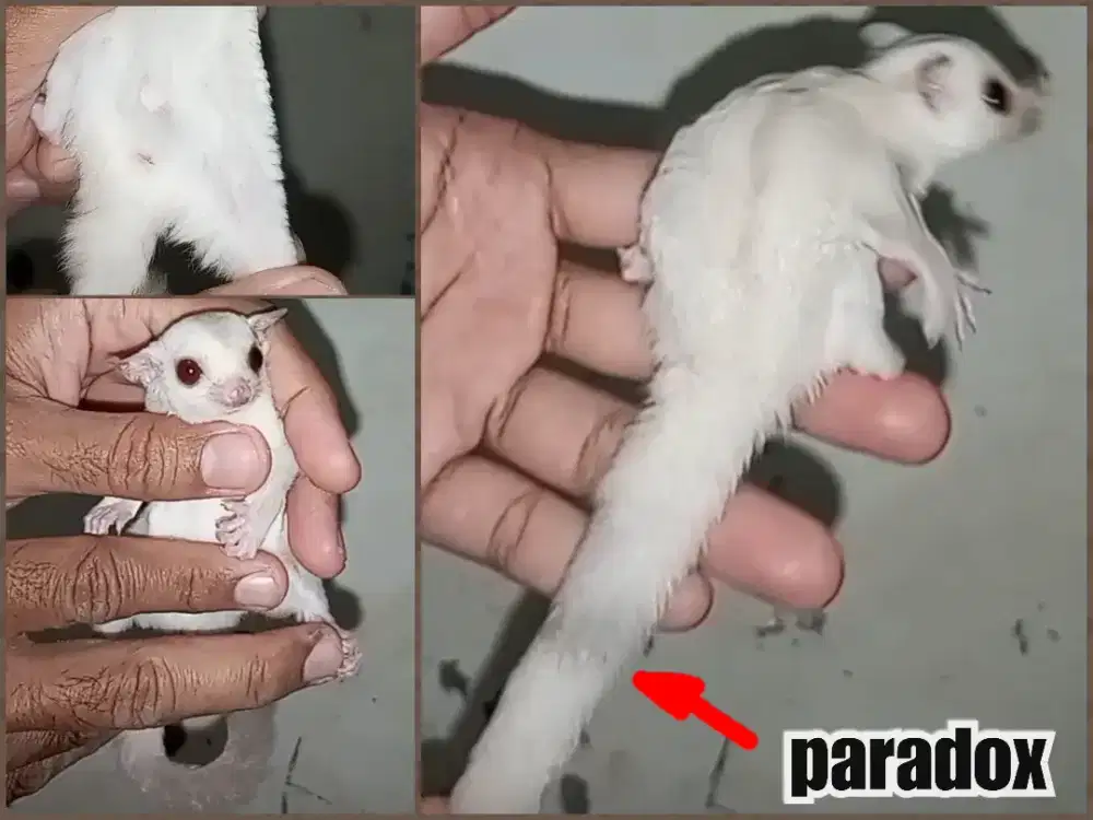 sugar glider joy creamino jantan