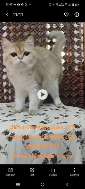 BRITISH SHORTHAIR and BRITISH LONGHAIR